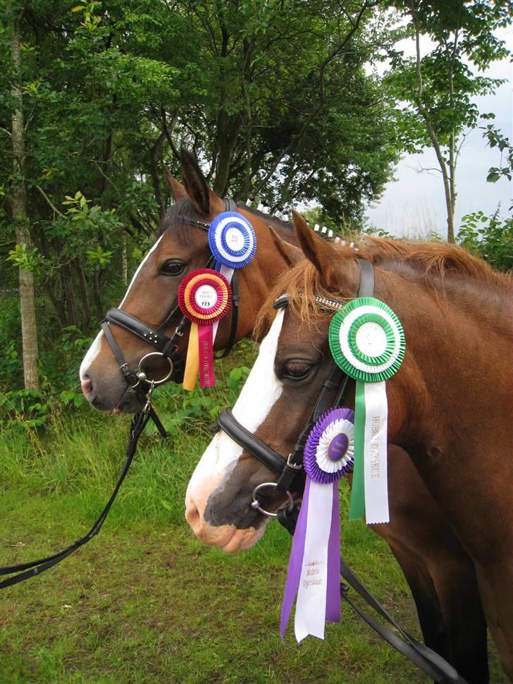 Welsh Pony af Cob-type (sec C) Gribvads Regge - D.25/7 2009. Regge og Astoria med fine rosetter... billede 12