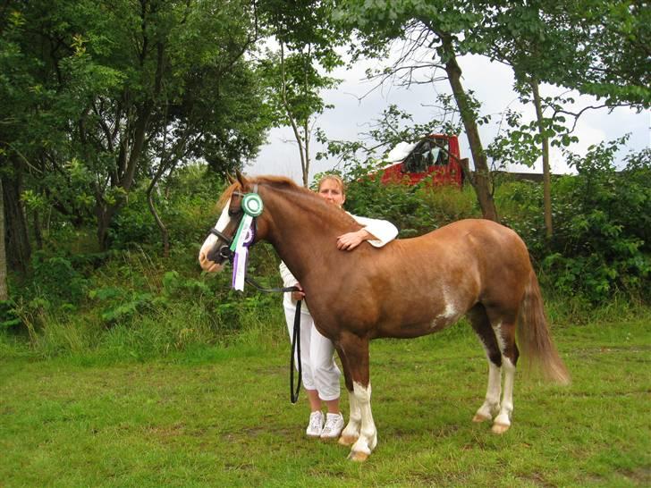 Welsh Pony af Cob-type (sec C) Gribvads Regge - D.25/7 2009. Mor og Regge :D billede 11