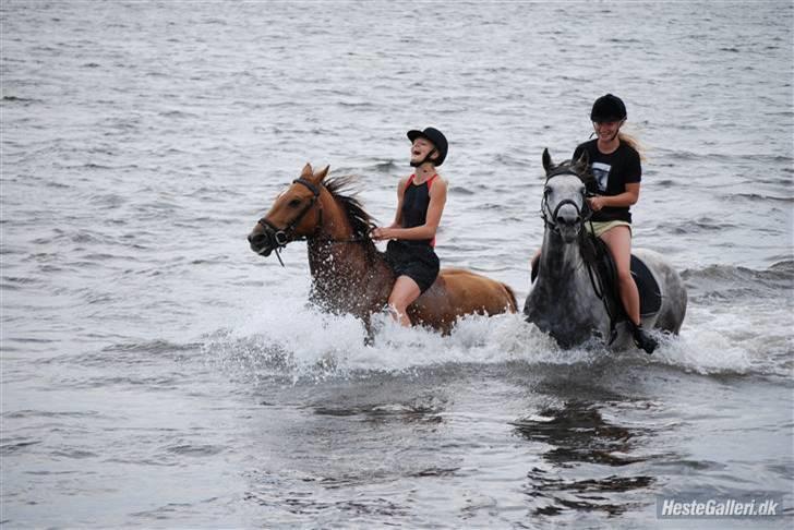 Hollandsk Sportspony Team Sødrings Toni -solgt - HAHA ved ikke lige hvad jeg griner af, men det var i vært fald en dejlig tur til Avnø med 4H billede 13