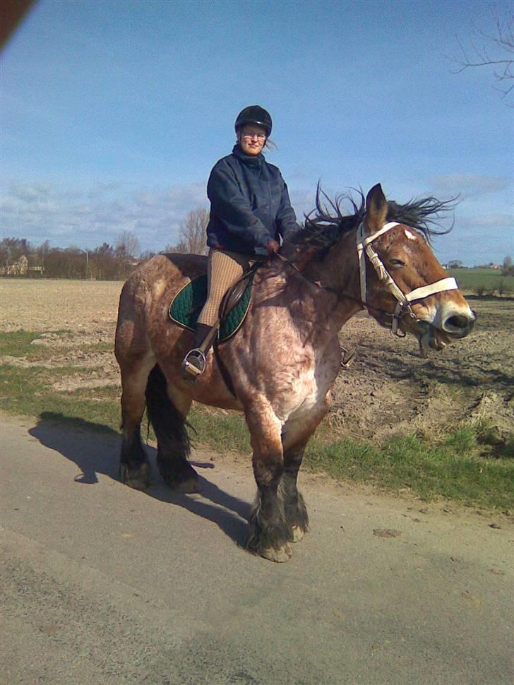 Belgier mathilde a frømajgård rip - min første ride tur på tilde billede 5