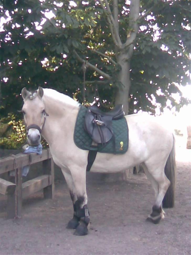 Fjordhest Loet Basland *mit alt<3* billede 10