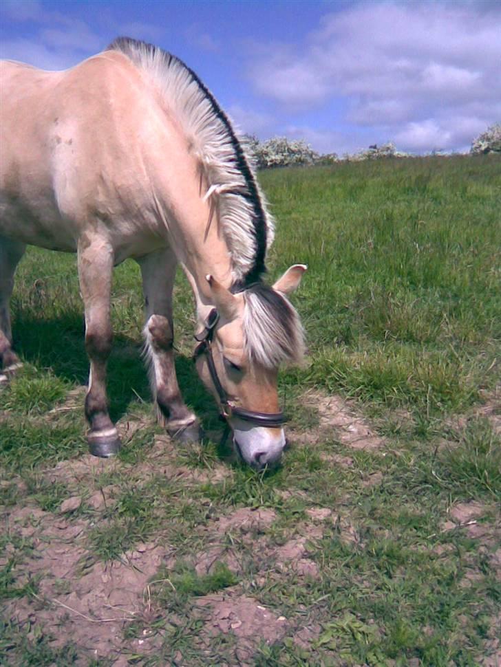 Fjordhest Loet Basland *mit alt<3* billede 11