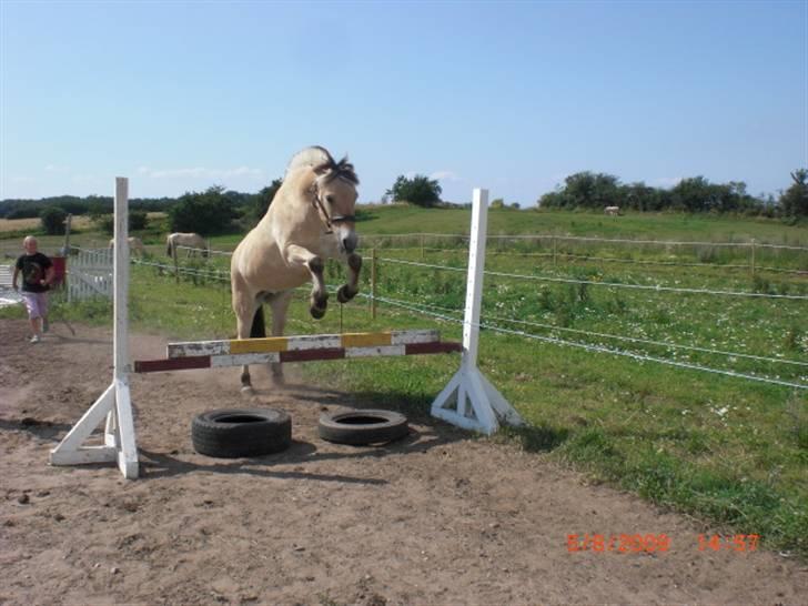 Fjordhest Loet Basland *mit alt<3* billede 12