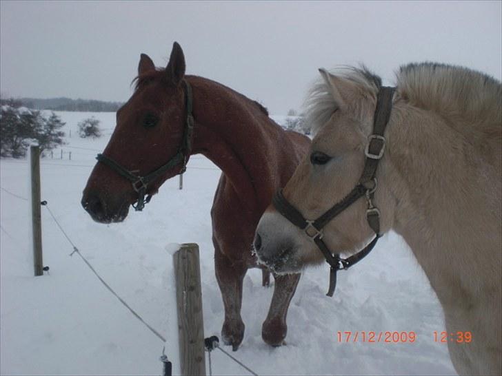 Fjordhest Loet Basland *mit alt<3* billede 13