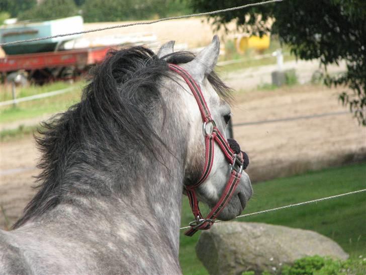 Welsh Pony af Cob-type (sec C) Annabell(Har redet) billede 12