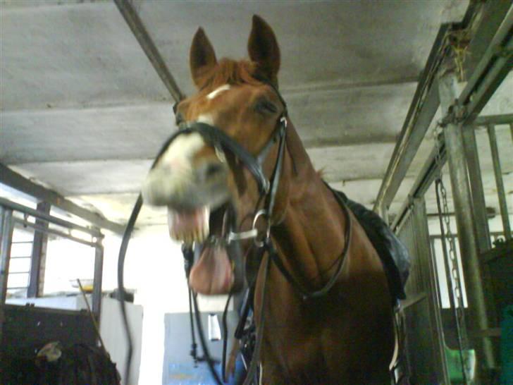 Anden særlig race Fakir.!  - Den tykke efter en ridetur! <3 (;  foto: line :) billede 9