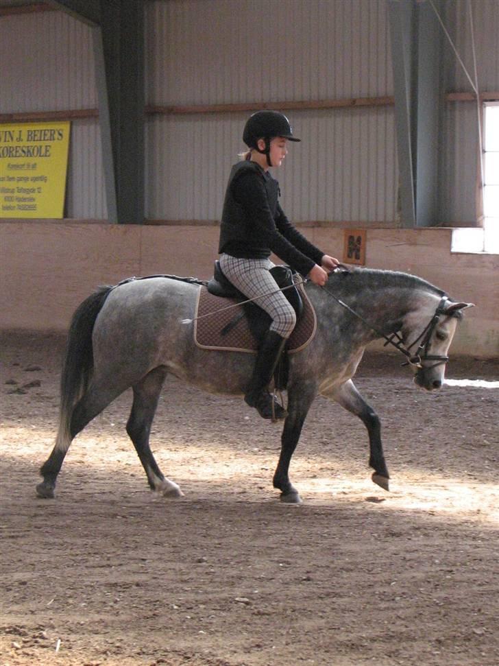 Welsh Pony af Cob-type (sec C) Annabell(Har redet) billede 13