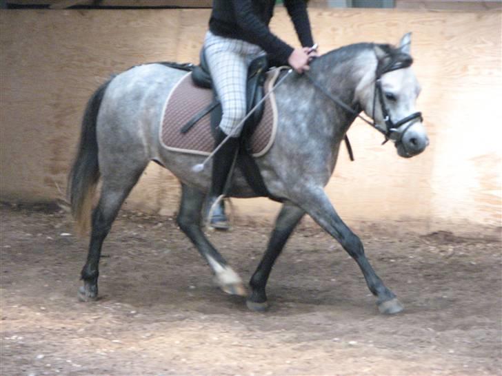Welsh Pony af Cob-type (sec C) Annabell(Har redet) billede 15