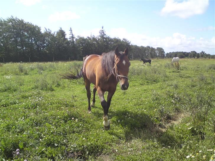 Traver Joy Plet - Fold bumsen! ;D billede 15