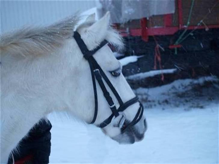 Welsh Pony (sec B) Dundee - (red) solgt! - *3*Dundee og jeg springer. Taget af: Clara. MAN MÅ IKKE KOPIRE MINE BILLEDER!! billede 3