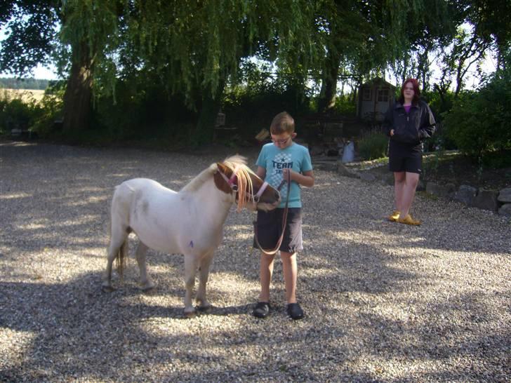 Shetlænder Trille - lillebror og trille.. :) billede 15