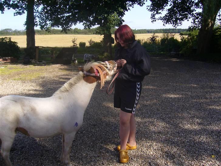 Shetlænder Trille - " Har du ikke mere mad? :)" billede 16