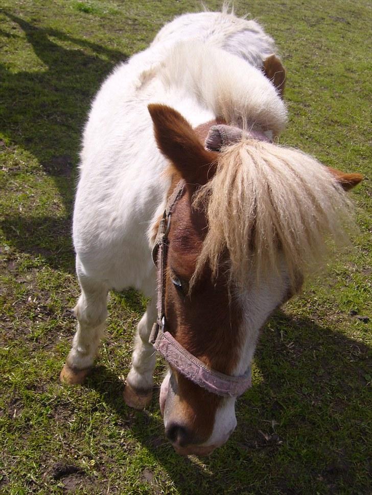 Shetlænder Trille billede 17