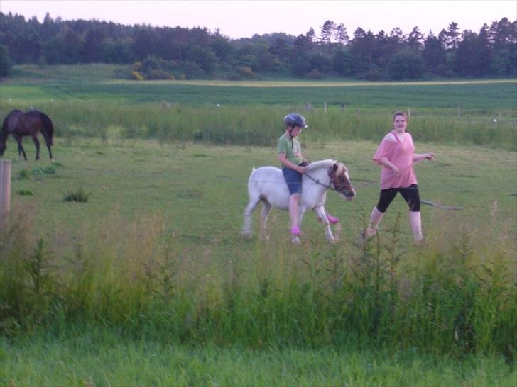 Shetlænder Trille billede 18