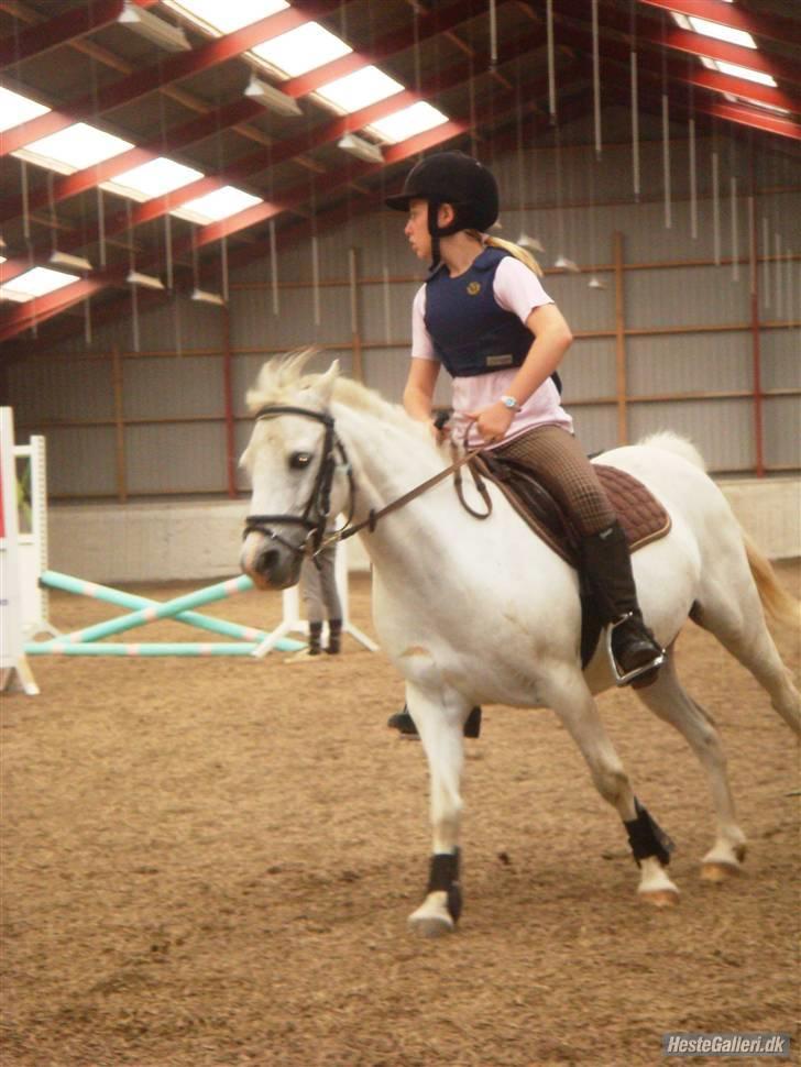Welsh Pony (sec B) Dundee - (red) solgt! - *4* Fuld galop. Elsker dig skat. Taget af: laura tak for det søde:) MAN MÅ IKKE KOPIRE MINE BILLEDER!! billede 4
