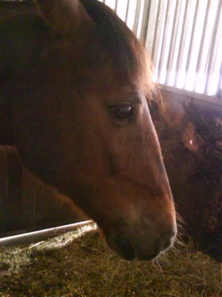 Anden særlig race G'B RIDESKOLE PONY. - -´fordi jeg elsker dig<3 © copyright. billede 18