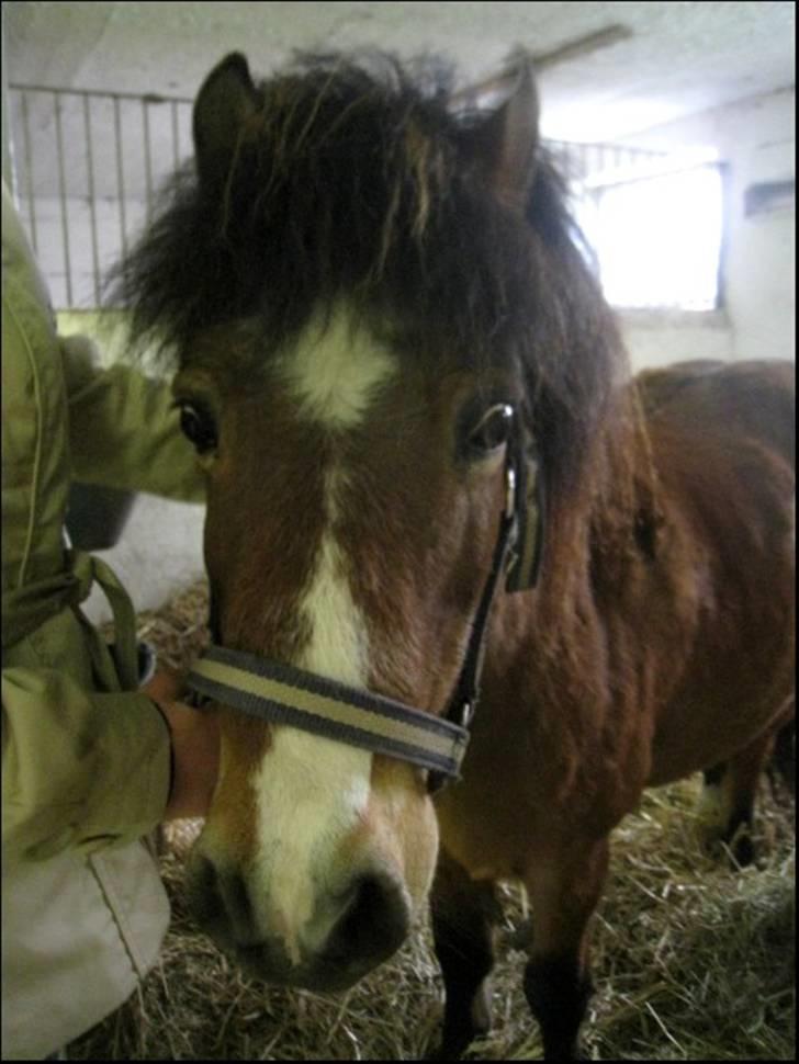 Anden særlig race Pyrus billede 19