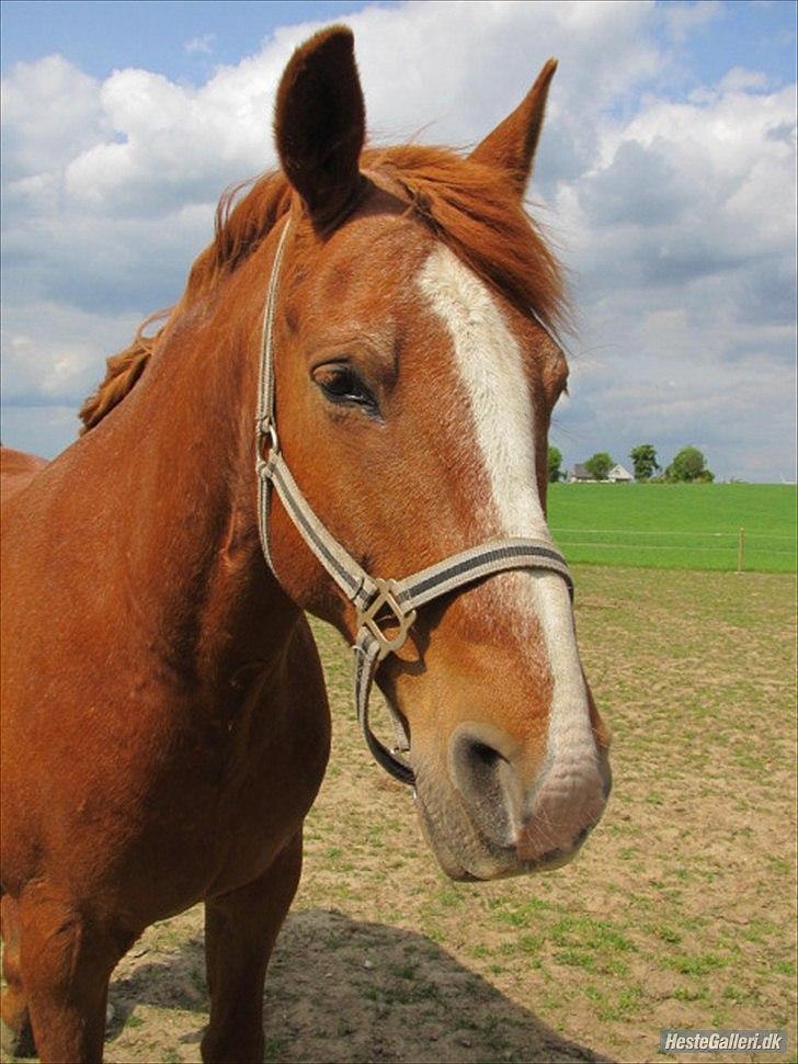 Frederiksborg Bakgårdens Vallentin - Velkommen til Vallentin´s profil :). billede 1