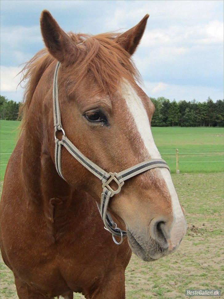 Frederiksborg Bakgårdens Vallentin - Min pony hest :D. billede 11