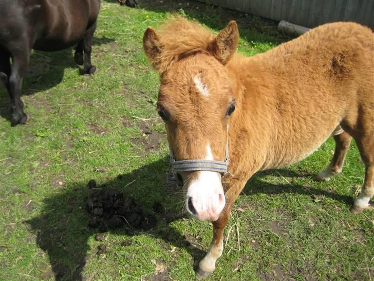Shetlænder Cæsar billede 1