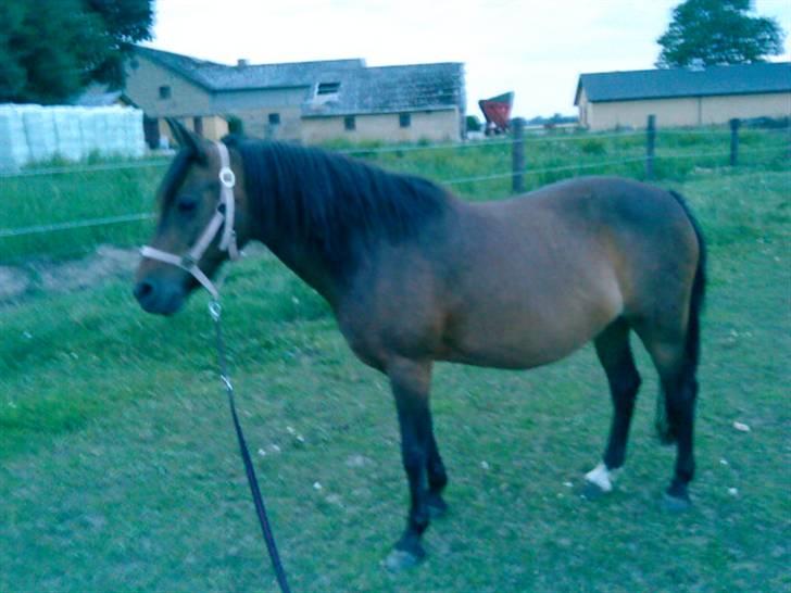 New Forest Lajka :') Elsket og savnet af rigtig mange :'i <3 - lofe you :D billede 7