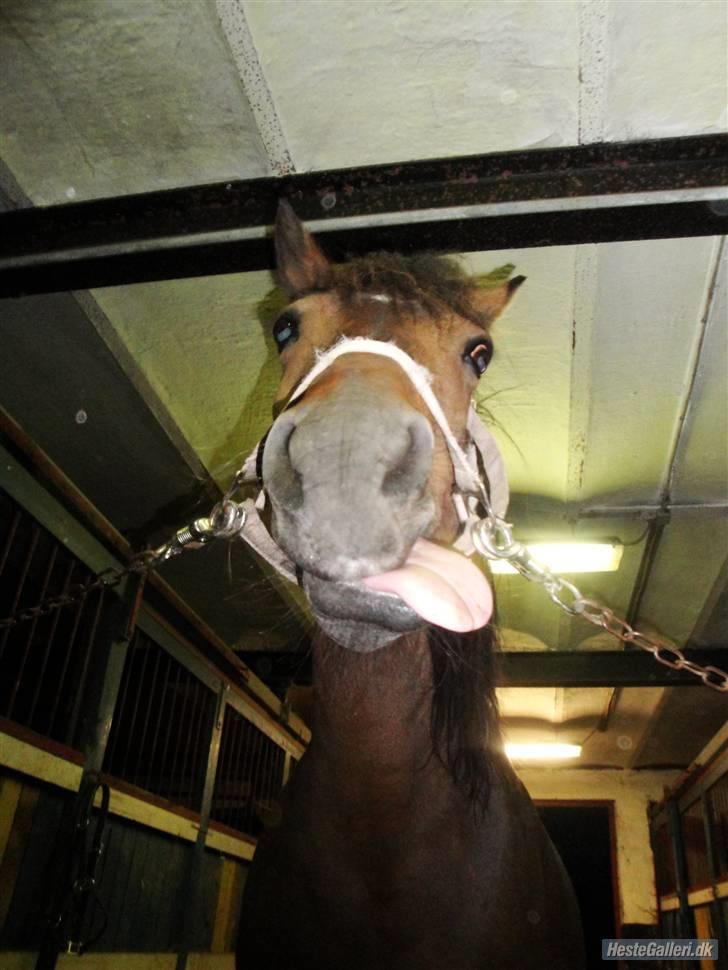 New Forest Lajka :') Elsket og savnet af rigtig mange :'i <3 - Du er underlig Lajka :D:D billede 9