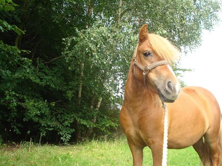 Shetlænder Sdr. Dams Hilda billede 10