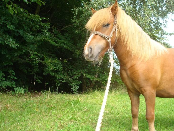 Shetlænder Sdr. Dams Hilda billede 11