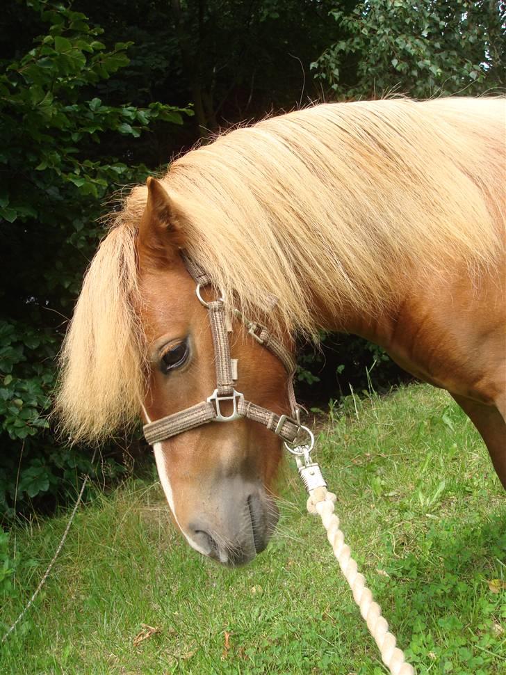 Shetlænder Sdr. Dams Hilda billede 12