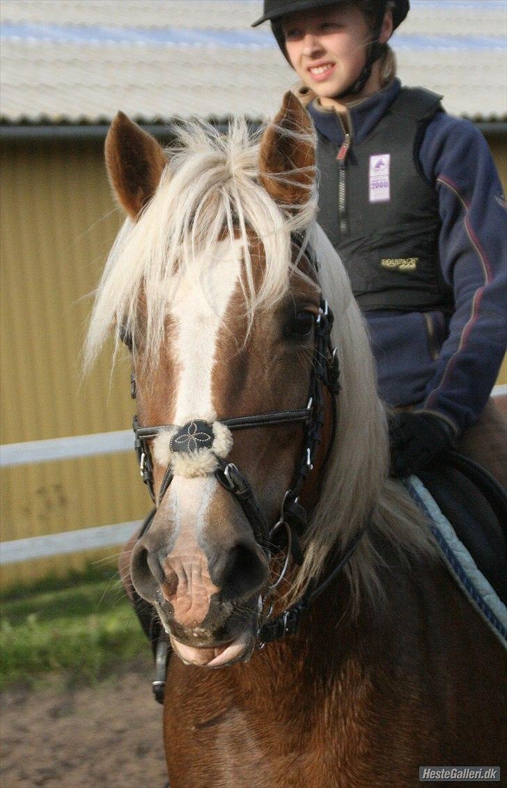 Haflinger Payana  -  - Fordi jeg elsker dig så højt! :-D <3 billede 15