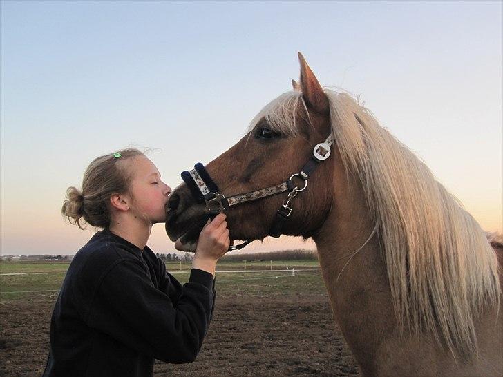 Haflinger Payana  - Det er så ubeskriveligt, så højt jeg elsker dig skat!<3:-* billede 16