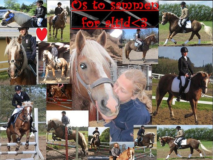 Haflinger Payana  -  - Fordi vi kan alt sammen<33 :-)  billede 17