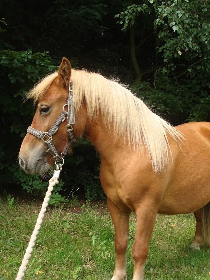 Shetlænder Sdr. Dams Hansina billede 8