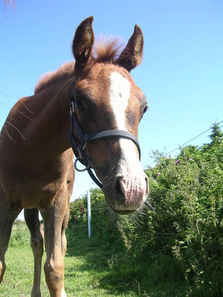 Arabisk fuldblod (OX) FE Goldie Symfoni - TIT BØHHH...;D billede 7