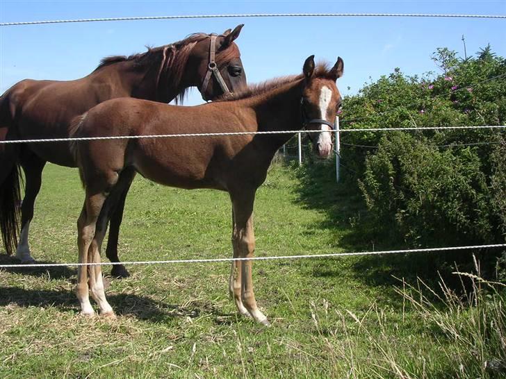 Arabisk fuldblod (OX) FE Goldie Symfoni - Vokser og vokser.....næsten 3 måneder gammel billede 8