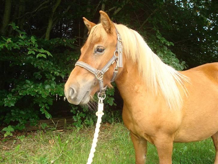 Shetlænder Sdr. Dams Hansina billede 9