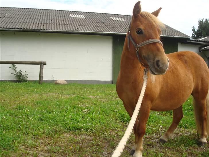 Shetlænder Sdr. Dams Hansina billede 10