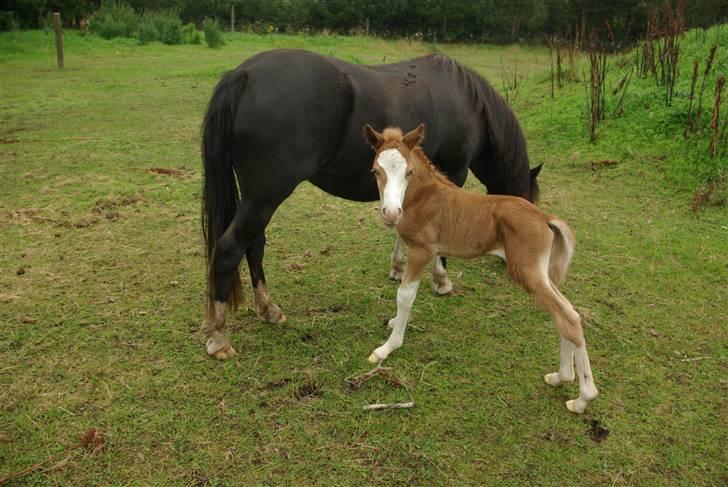 DSP Sofie RT - Født den 4-8-09 billede 14