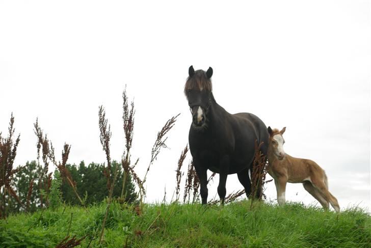 DSP Sofie RT billede 15