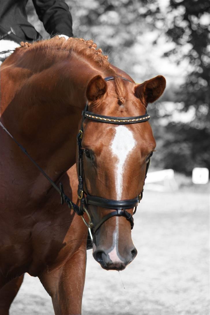 Trakehner Spanggaards Nairobi - TAF - 4 års championat - 2009 - Broholm   billede 2