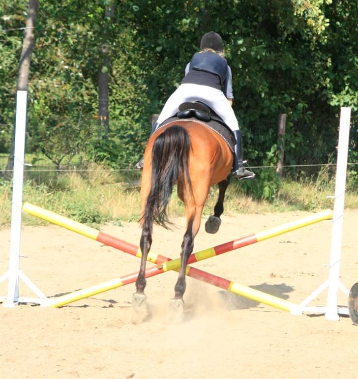 Dansk Varmblod Marquis  - *Farvel og tak (: Inden du går, så læg lige en bedømmelse og en kommentar (:  billede 19