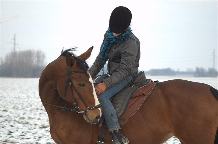 Trakehner †Freja Fifi RIP † - Foto: Mor billede 1