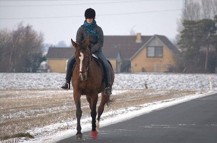 Trakehner †Freja Fifi RIP † - Foto: Mor billede 2