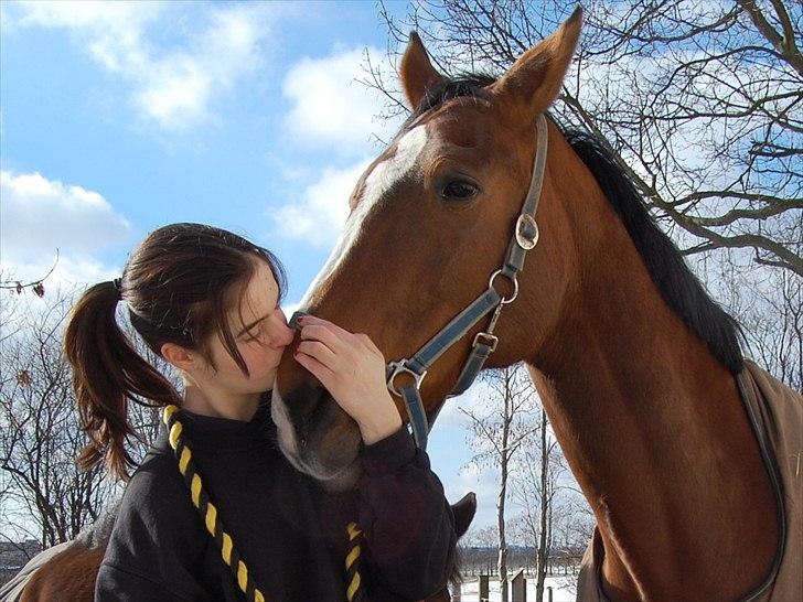 Trakehner †Freja Fifi RIP † - KM-foto billede 3