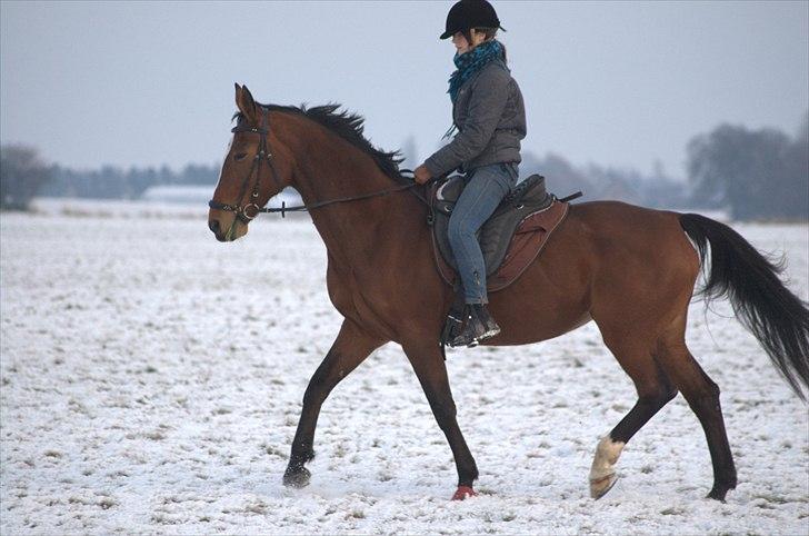 Trakehner †Freja Fifi RIP † - Foto: Mor billede 5