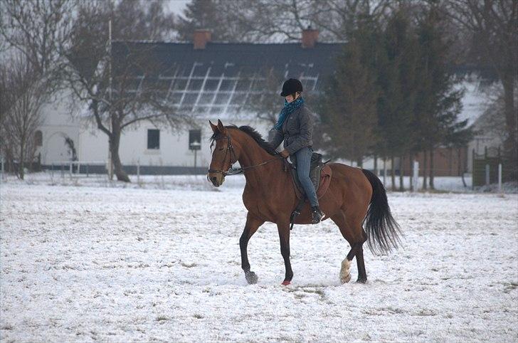 Trakehner †Freja Fifi RIP † - Foto: Mor billede 8