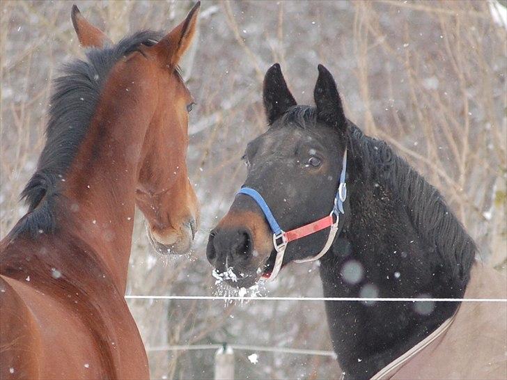 Trakehner †Freja Fifi RIP † - Km-foto billede 9