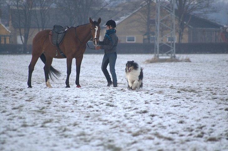 Trakehner †Freja Fifi RIP † - Foto: Mor billede 10