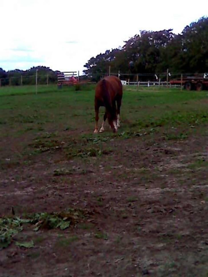 Welsh Pony (sec B) pretty R.I.P. billede 11