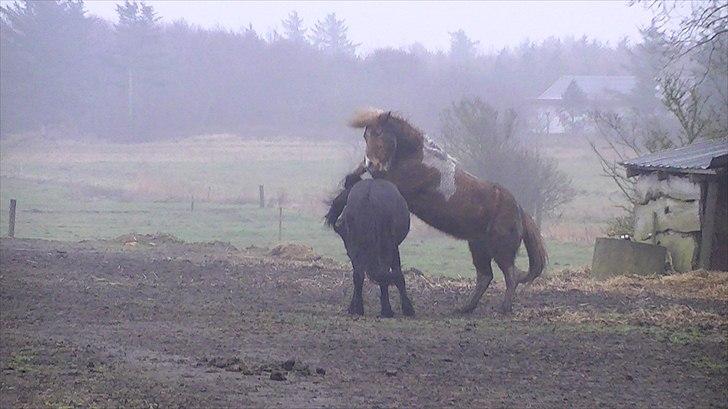 Islænder Glatnir f. Kølhede - Glatnir i fuld stejl xD Foto: Miig billede 17